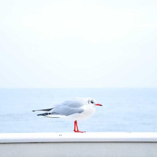 Custom Website Template